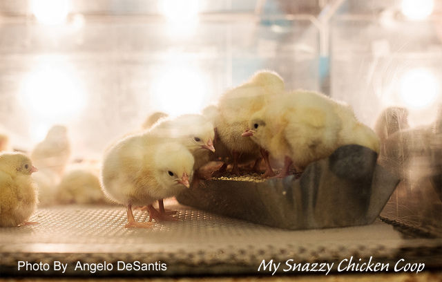 chicks-standing-in-feed